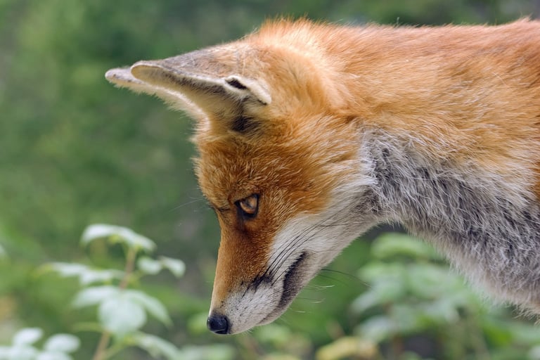 a fox staring at a prey, symbolising hyperfocus
