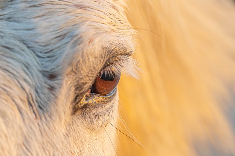Extreme close-up of a white horse eye with long eyelashes in warm sunset light.
