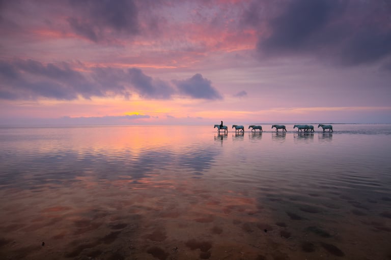 A group of white horses and a rider walk across a shallow sea during a pink sunset.