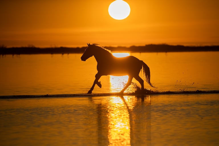 Silhouette of a horse galloping through water during a vibrant orange sunset over a calm lake.