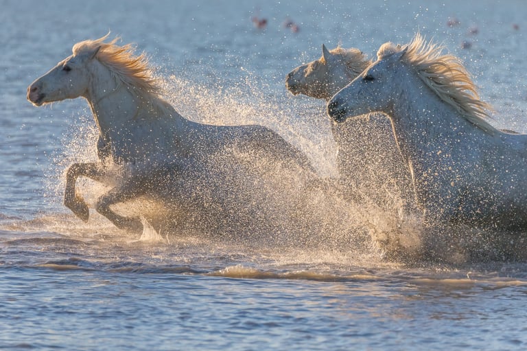 Three white Camargue horses galloping through ocean water at sunset with dramatic water splashes.