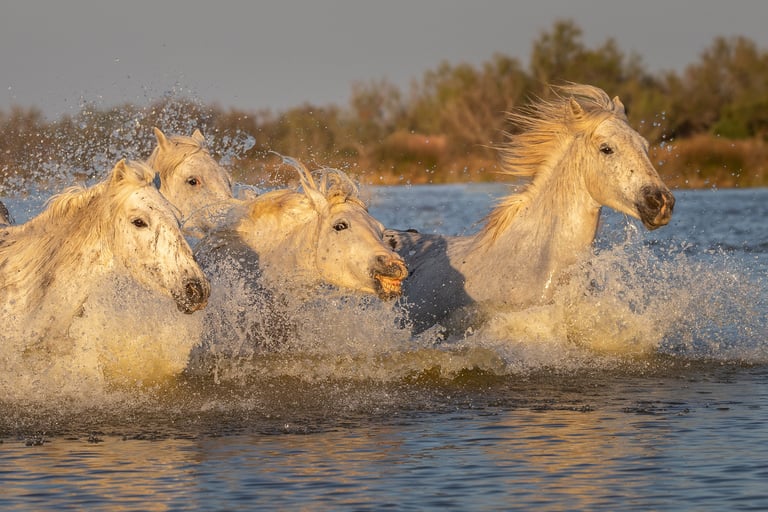A group of wild white Camargue horses galloping through blue water with splashing waves at sunset.