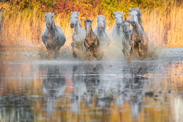 A herd of wild white horses gallops through a shallow marsh, splashing water with reflections of golden reeds.
