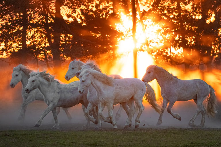 A herd of majestic white horses galloping through a dusty field during a golden sunset.