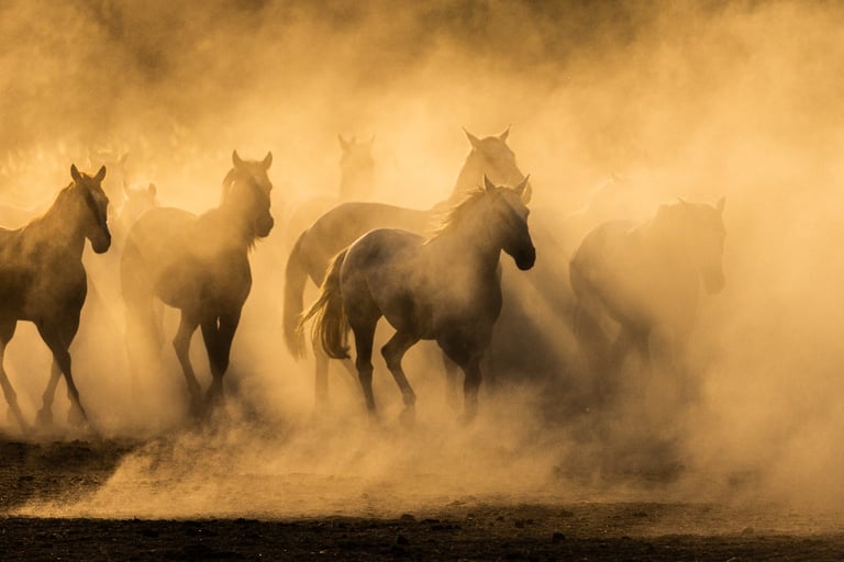 A herd of wild horses galloping through a golden dust cloud at sunset.