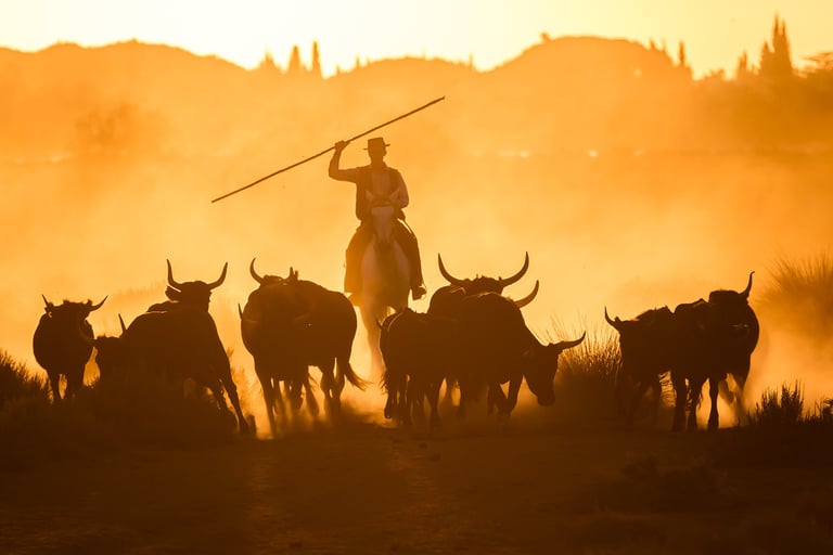 Silhouette of a rider herding a stampede of bulls through a dusty landscape during a golden sunset.