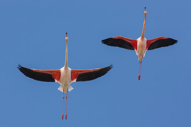 Two pink flamingos in flight with wings spread against a clear blue sky.
