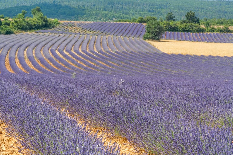 Curving rows of blooming purple lavender fields in Provence, France with hills in the background.