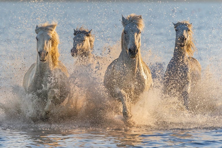 A group of Camargue white horses galloping through water with dramatic golden sunlight and water splashes.