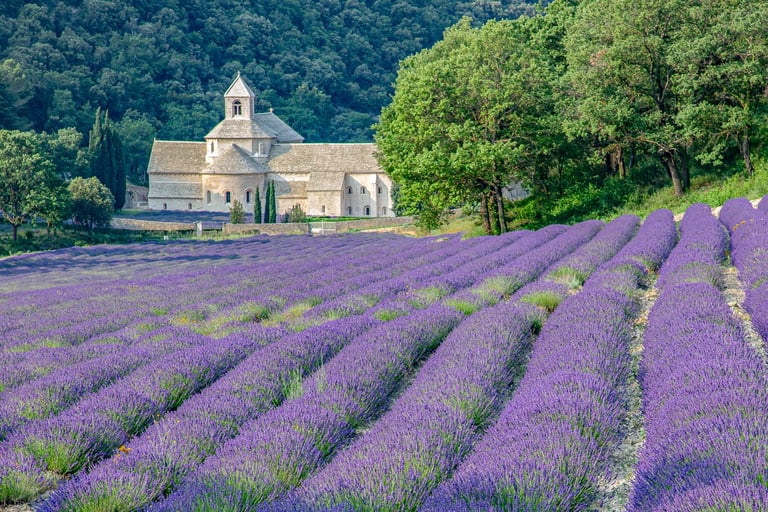 Purple lavender fields in bloom at the historic Senanque Abbey in Provence, France.