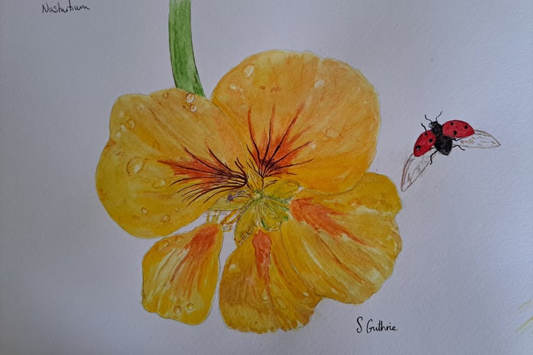 Nasturtium on a dewy morning with ladybird