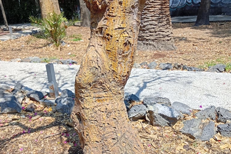 El colorín mágico de