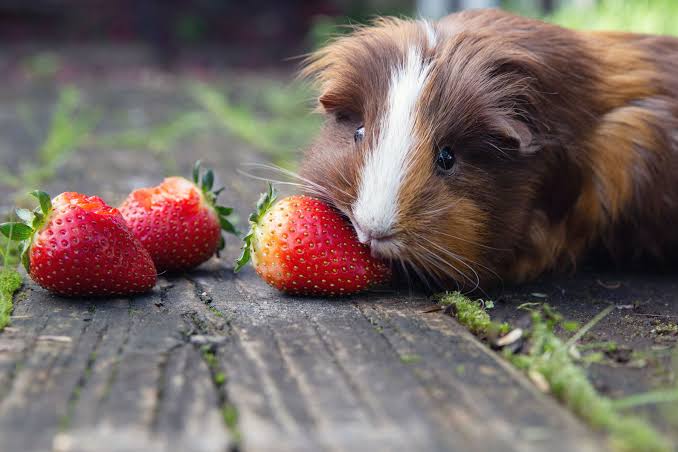 guinea pig strawberries