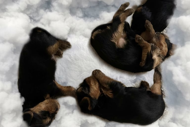 a group of puppies are laying on a cloud