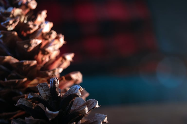 Close-up of a pinecone with warm light and blurred background