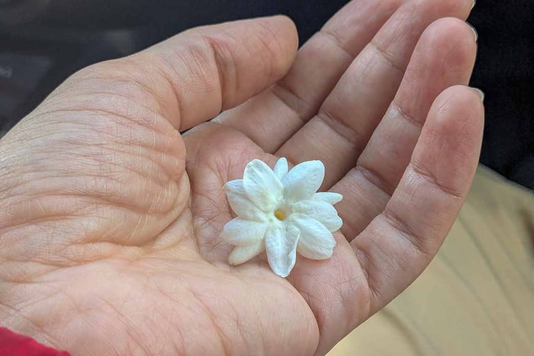 White jasmine flower resting in the palm of a hand.