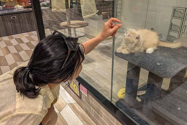 Traveler looking at a fluffy kitten inside a pet shop in Osaka, Japan.