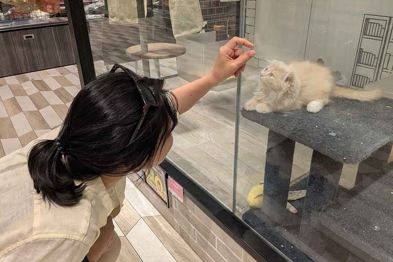 Woman interacting with a fluffy kitten at a pet shop in Shizuoka, Japan.