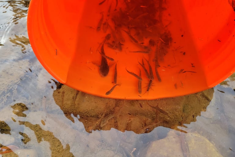 Fish salvage during dewater for large restoration project