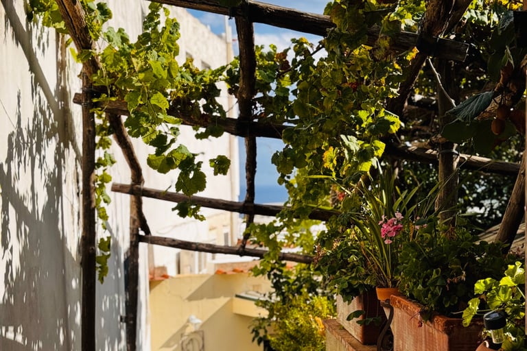 Pergola with climbing vine filtering shade on a Mediterranean terrace.