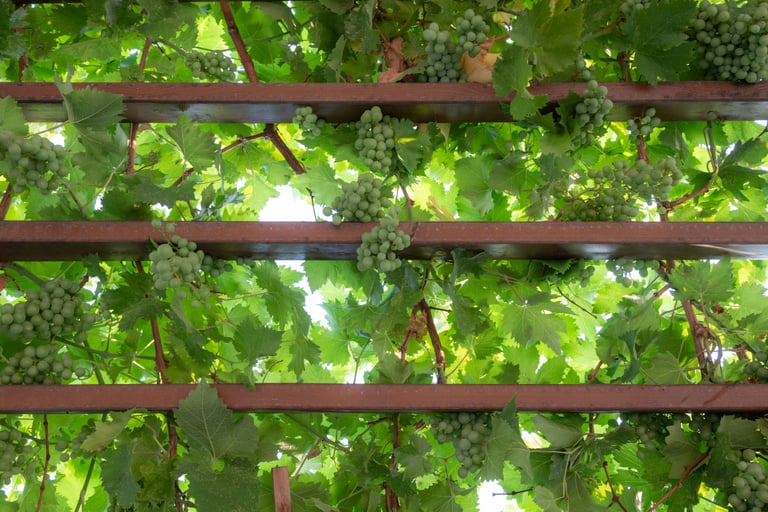 Mature climbing vine on a pergola in a French Mediterranean garden.