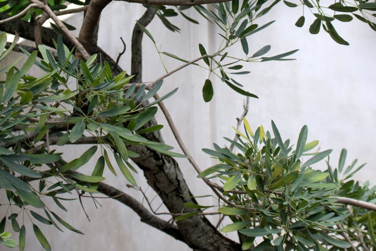 Single olive tree anchoring a French Mediterranean terrace.