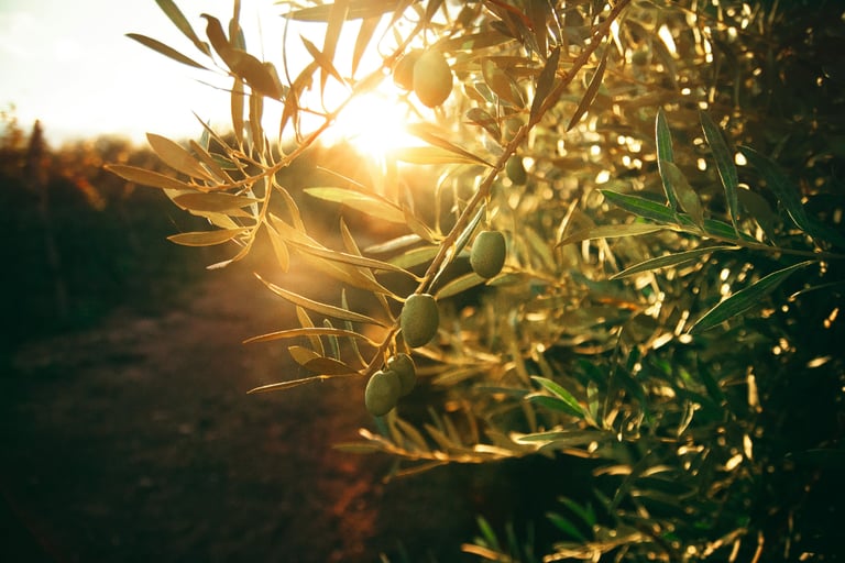 Olive tree across seasons in a French Mediterranean garden.