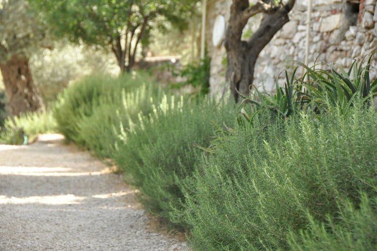 Rosemary against stone on a French Mediterranean terrace.