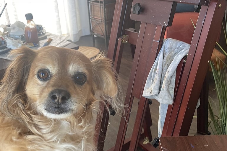 Rembrandt (aka Remy) my canine companion when oil painting