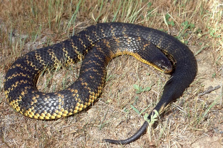 Western Australian Tiger snake 