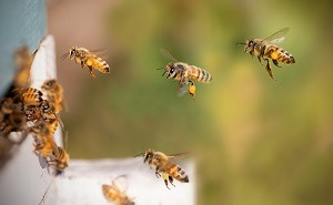 Lees wat de invloed van je microbioom is