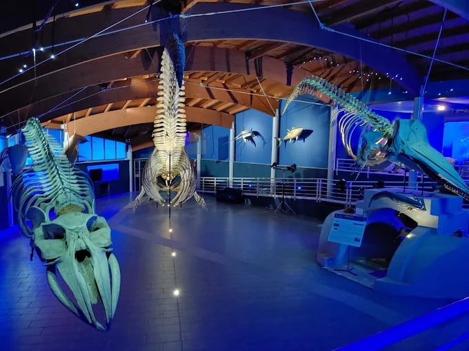 Vai alla Sala del Mare Museo di Storia Naturale del Mediterraneo