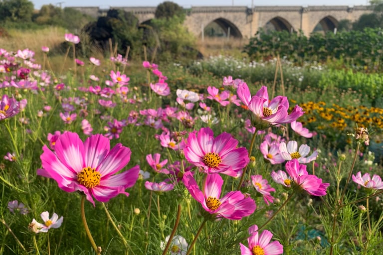 production de cosmos et fleurs coupées, champ de fleurs bio