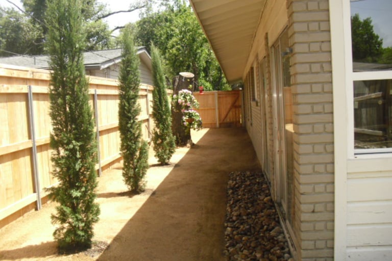 Italian Cypress Trees in the yard 