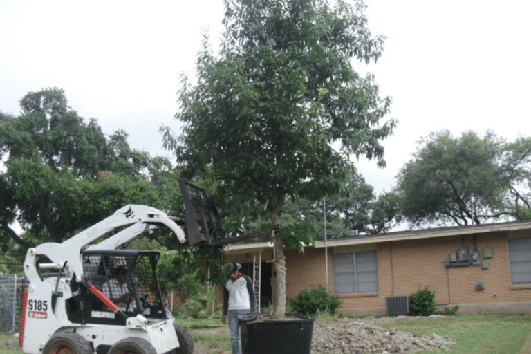Alamo City Tree Installation 