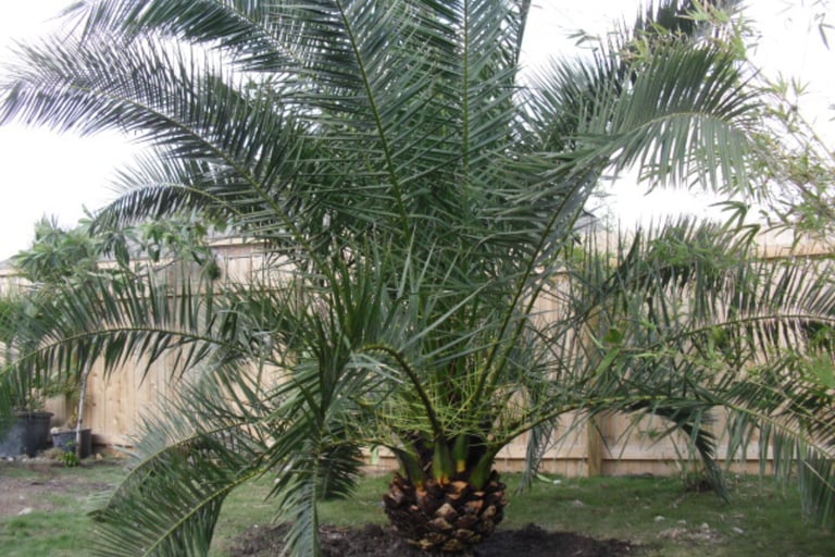 Palm Tree Fan 