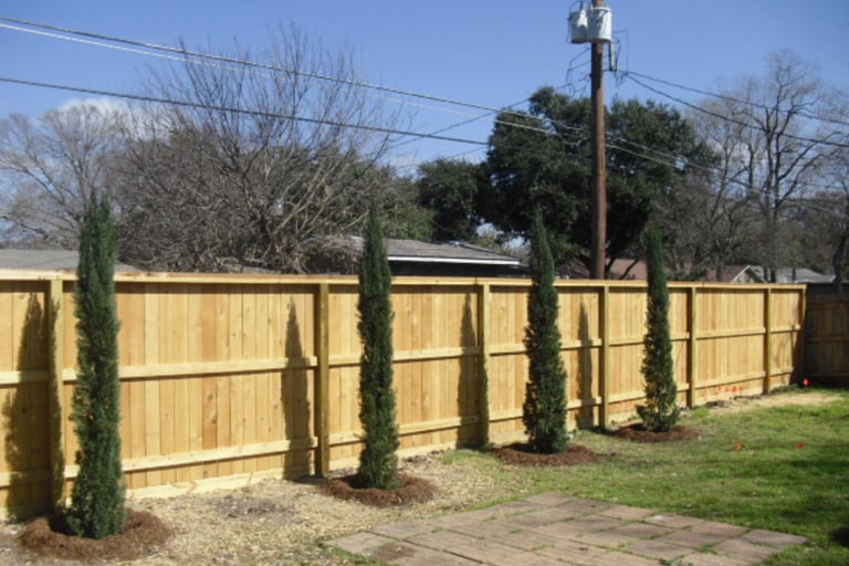 Italian Cypress In backyard
