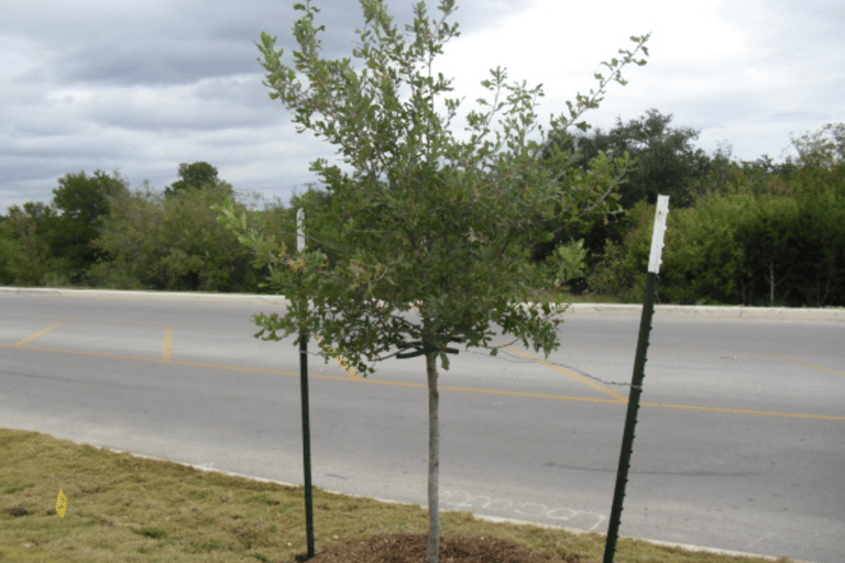 Lacey Oak Installation 