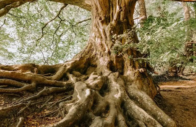 Tree with deep visible roots symbolizing how parenting patterns and generational cycles are shaped 