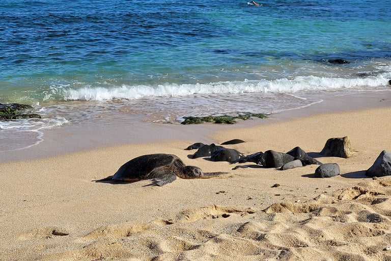 Ho’okipa beach