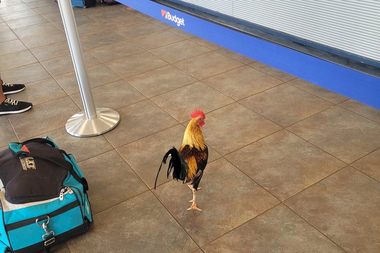 les poules de Kauai