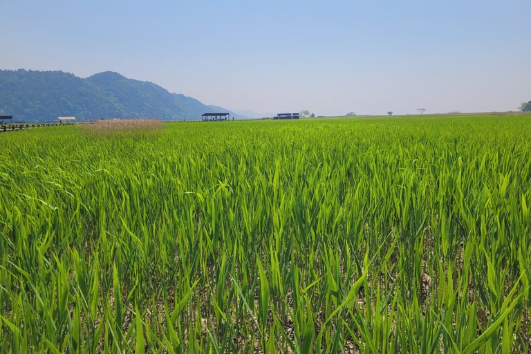 réserve naturelle de la baie Suncheon