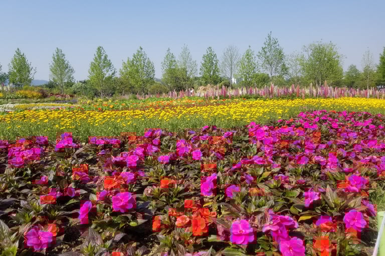 Suncheon Bay Garden