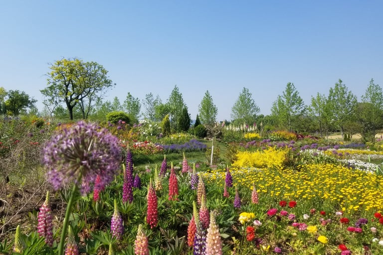 Suncheon Bay Garden