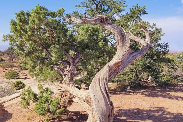 Canyonland national park