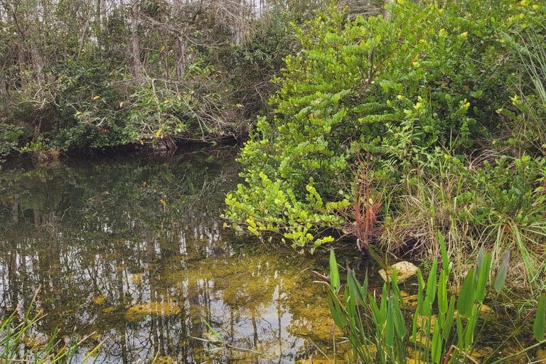 Everglades NP