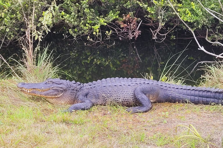 Everglades NP