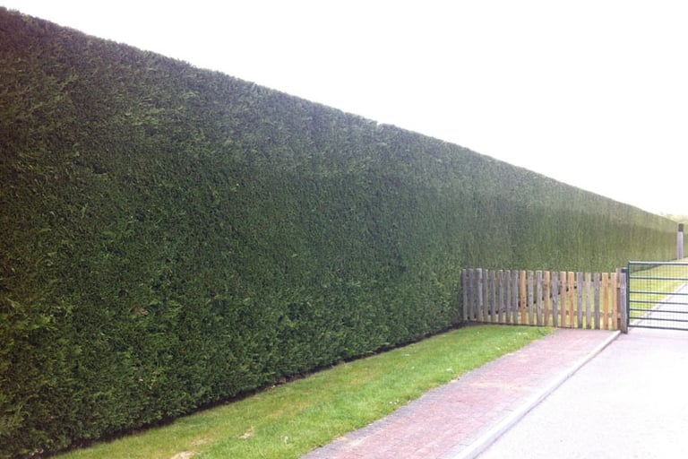 Hedge trimming in Durham – after