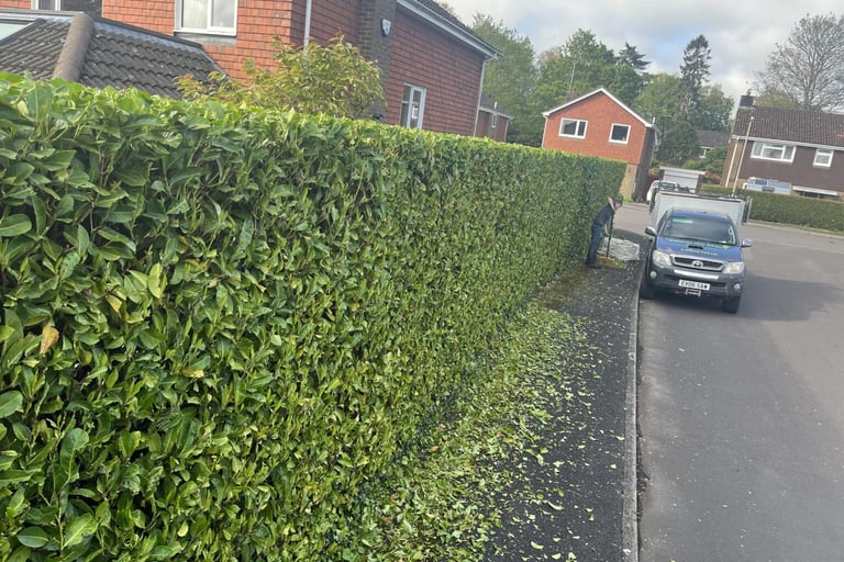 laurel hedge trimmed in hartlepool