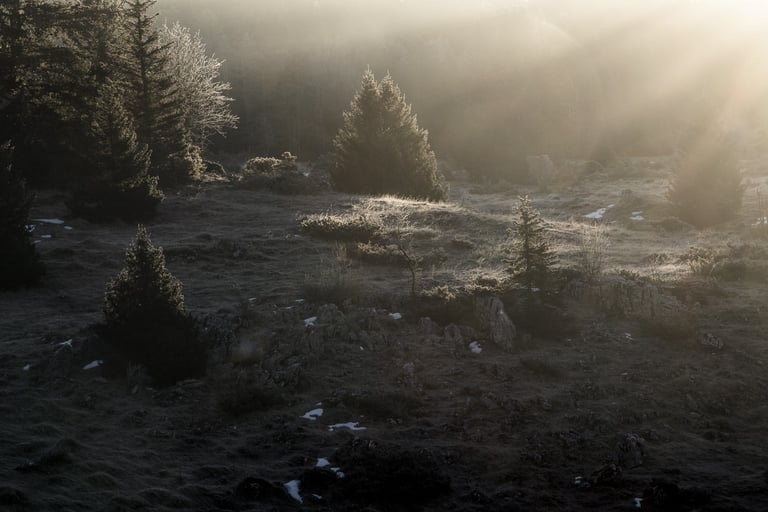 photo d'un prairie dans le Vercors à l'aube